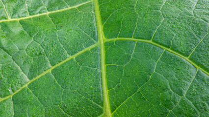 Super macro close-up of fresh tobacco leaves. wrinkles from a tobacco leaf, leaf veins, fresh green tobacco leaves