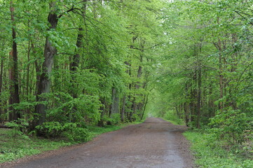 Wall Mural - Forest road or path with lush green leaves on the trees in Poland, Europe