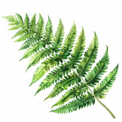 Sticker - Lush green fern leaf with intricate details, simple watercolor illustration isolated on a white background 