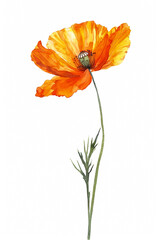 Sticker - Radiant orange poppy with slender green stem, simple watercolor illustration isolated on a white background 