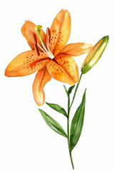 Sticker - Striking orange lily with bold green stem, simple watercolor illustration isolated on a white background 