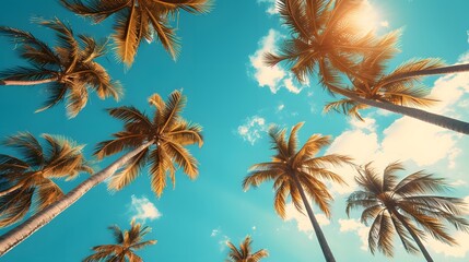 Wall Mural - Summer background, beach theme, commercial photo, Blue sky and palm tree view, wall art, wallpaper
