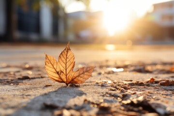 a single leaf sits on the ground in front of a building