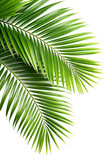 Palm tree leaves on only one side on a transparent background.