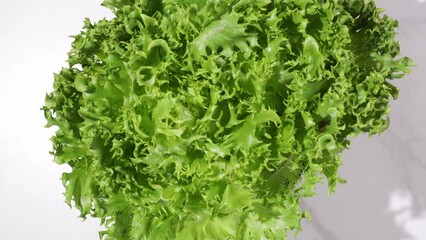 Poster - green lettuce head leaves organic food top view.