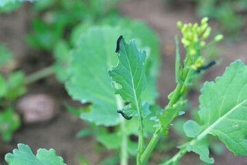 Larva, caterpillar of turnip sawfly (Athalia colibri or rosae). Pest that larvae feed on plants of the cabbage family like oilseed rape (canola) plants or mustard.