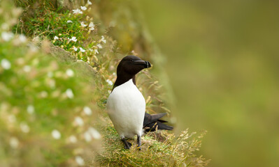 Wall Mural - portrait of a razorbill nesting on a cliff