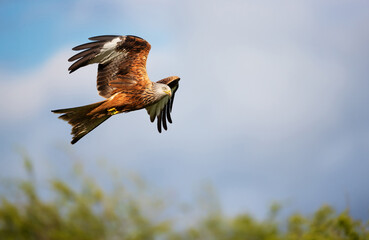 Wall Mural - red kite in flight against blue sky