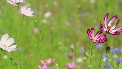 Wall Mural - Different colors of cosmos flowers