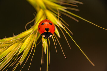 Wall Mural - Macro shots, Beautiful nature scene.  Beautiful ladybug on leaf defocused background