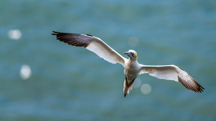 Sticker - Northern Gannet, Morus bassanus, birds in flight over cliffs, Bempton Cliffs, North Yorkshire, England