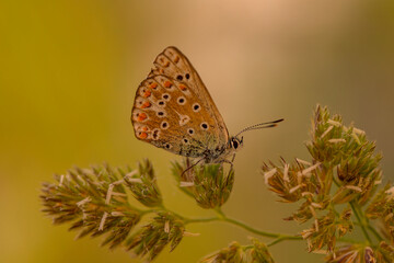 Wall Mural - Macro shots, Beautiful nature scene. Closeup beautiful butterfly sitting on the flower in a summer garden.

