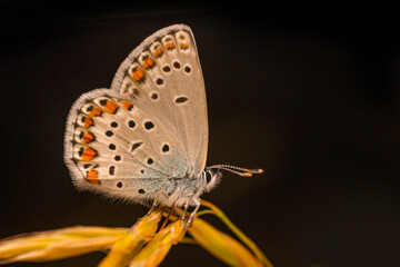 Wall Mural - Macro shots, Beautiful nature scene. Closeup beautiful butterfly sitting on the flower in a summer garden.

