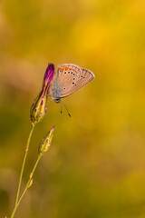 Wall Mural - Macro shots, Beautiful nature scene. Closeup beautiful butterfly sitting on the flower in a summer garden.

