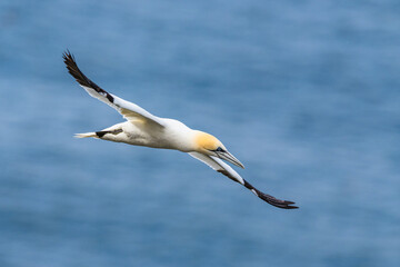 Sticker - Northern Gannet, Morus bassanus, birds in flight over cliffs, Bempton Cliffs, North Yorkshire, England