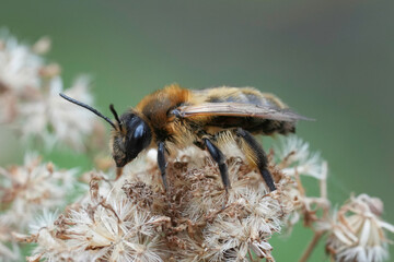 Closeup on a brown hairy female Choclate mining bee, Andrena scotica