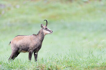 Poster - Alpine chamois female with broken horn, fine art portrait (Rupicapra rupicapra)