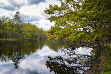 Wall Mural - Forest river in May.