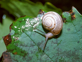 Monacha cartusiana - a mollusk crawls on green leaves in a garden