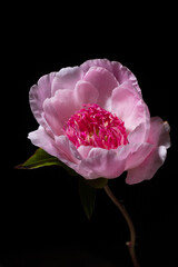 Poster - fresh peony in the vase