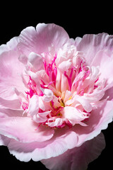 Canvas Print - fresh peony in the vase