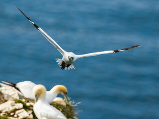 Sticker - Northern Gannet, Morus bassanus, birds in flight over cliffs, Bempton Cliffs, North Yorkshire, England