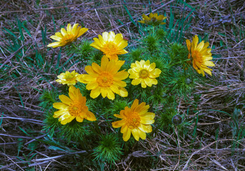 Wall Mural - Adonis vernalis - spring pheasant's, yellow pheasant's eye, disappearing early blooming in spring among the grass