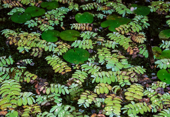 Wall Mural - Floating fern, floating moss, water butterfly wings (Salvinia natans)