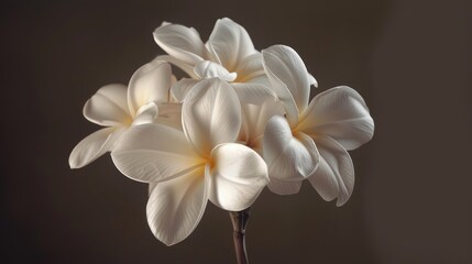 Poster - Flower with white plumeria blooms