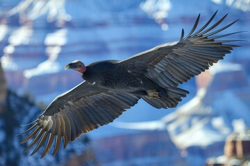 Wall Mural - A California condor soaring over the Grand Canyon, its massive wingspan and striking black and white plumage visible against the deep blue sky.