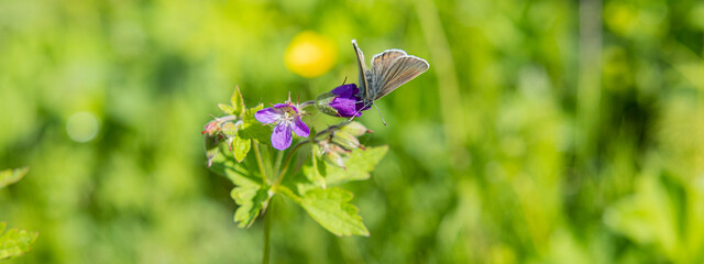 Sticker - Gemeiner Bläuling Schmetterling auf der Blüte eines blauen Strochenschnabels