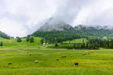 Wall Mural - cattle on mountain wurzeralm in upper austria