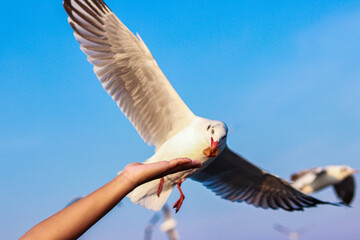 seagull in flight