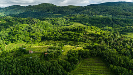 Canvas Print - Captivating Drone Shot of Summer Vineyards in Vipava Valley, Slovenia