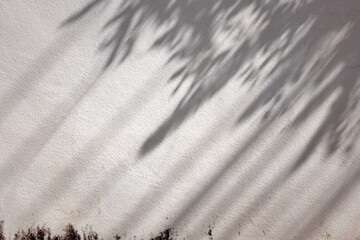 Wall Mural - A shadow of a tree is cast on a wall