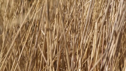 Wall Mural - straw texture background