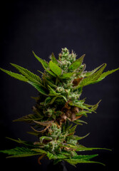 Wall Mural - Macro view for color fresh blossom of potent marijuana flower from greenhouse