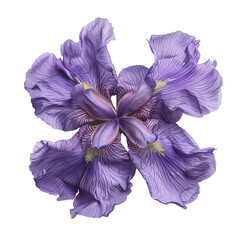 Wall Mural - Purple iris flower in full bloom with detailed petals