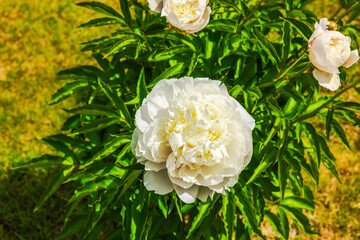 Wall Mural - Close-up view of a blooming white peony flower in the garden on a summer day.