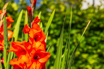 Wall Mural - Close-up view of red gladiolus flowers growing in the garden on a summer day.