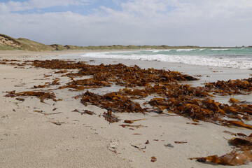 Seetang am Strand, Äußere Hebriden, Schottland