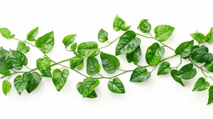 Sticker - Green leaves vines of Tiliacora triandra plant from Southeast Asia isolated on white background with clipping path