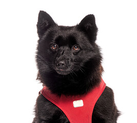 Wall Mural - Black schipperke dog wearing red harness posing