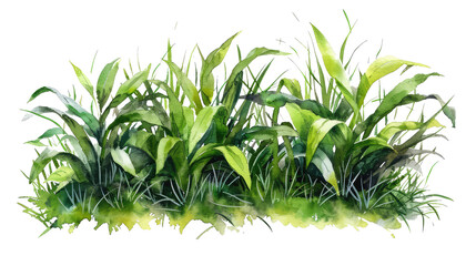 Wall Mural - Lush Verdure: Watercolor Illustration of Vibrant Green Grass Border on White