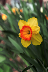 Wall Mural - Yellow narcissus (Narcissus poeticus). Narcissus flowers in the garden against a background of green foliage. Photos of white and yellow large cup-shaped narcissus flowers.