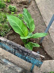 Young green plant with large leaves growing in garden next to weathered blue bench