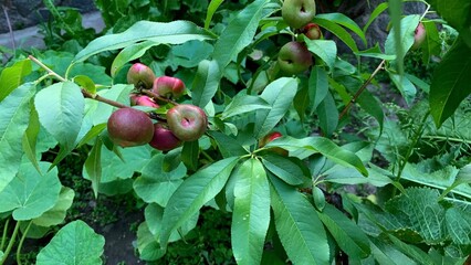 Peach tree branch with unripe peaches and green leaves in a backyard garden