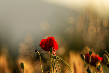 Poster - poppies in the morning