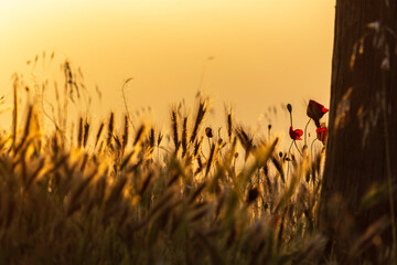 Wall Mural - grass and sunset