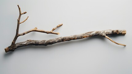 Wall Mural - a wooden branch white background